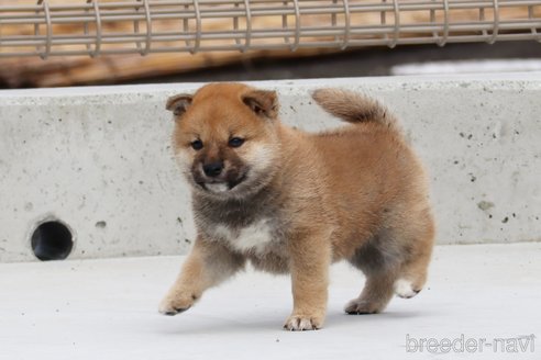 成約済の愛媛県の柴犬-247967の1枚目